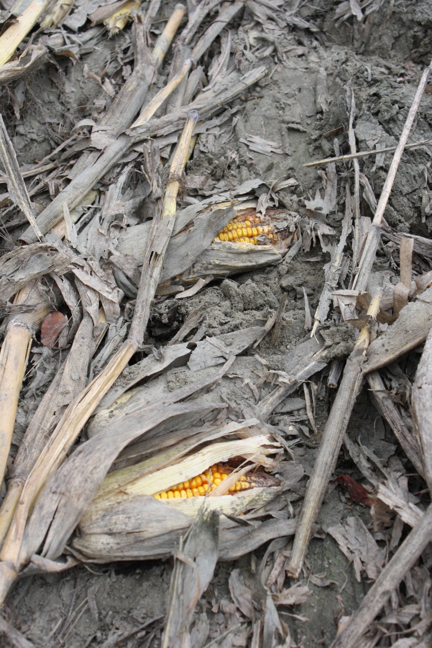 A corn field flattened by Hurricane Irene