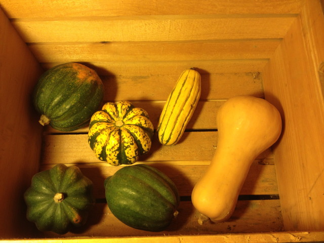 Just the beginning of the squash collection for this winter, tucked into a wooden crate so air can circulate and prevent mold. 