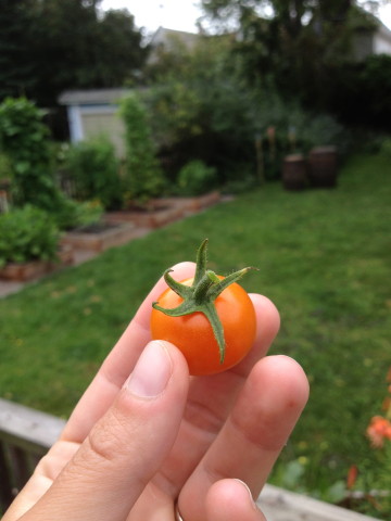 tomato