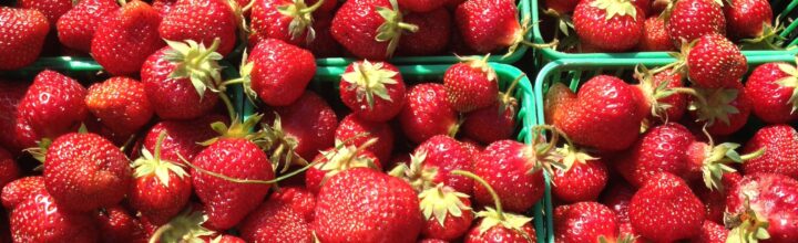 Berry picking: A summer tradition