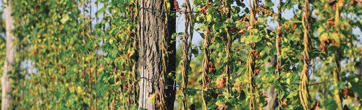 In the field: Niagara Malt